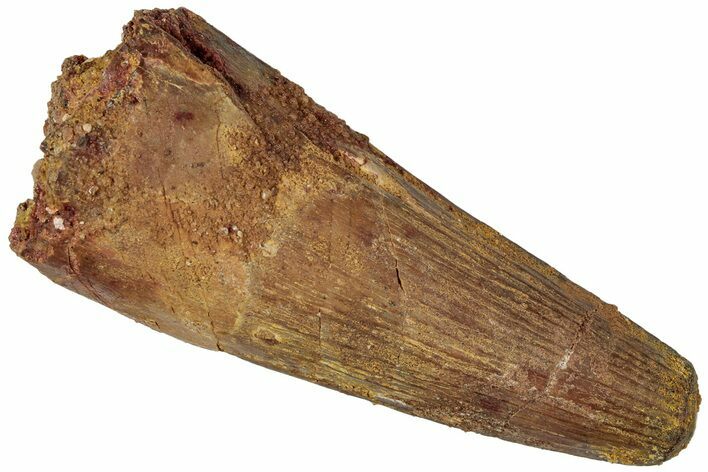 Fossil Spinosaurus Tooth - Real Dinosaur Tooth #310168